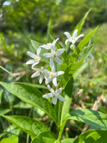 【画像】赤城山のクサタチバナ